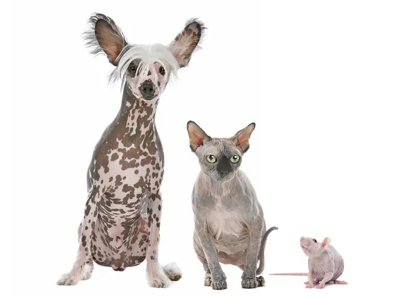 Çıplak köpek, kedi ve fare — Stok fotoğraf