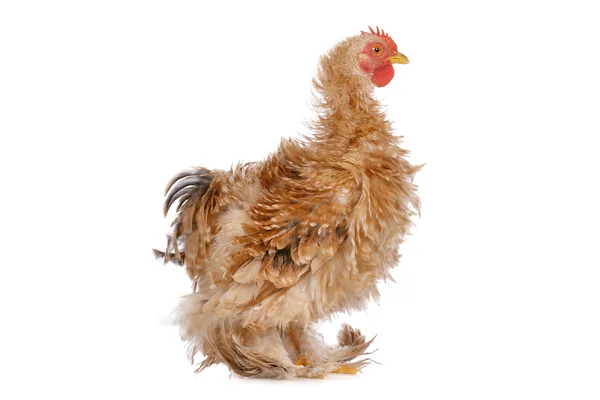 stock image Chicken