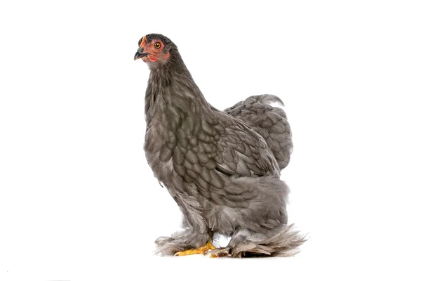 stock image Chicken