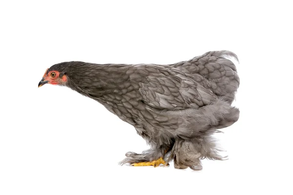 stock image Chicken