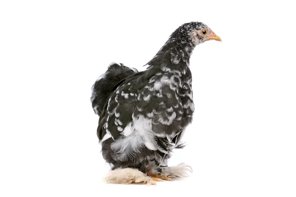 stock image Chicken