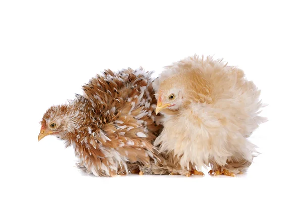 Δύο κοτόπουλα — Φωτογραφία Αρχείου
