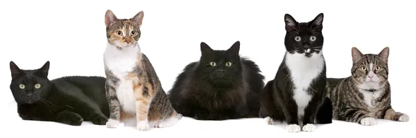 stock image Group of cats