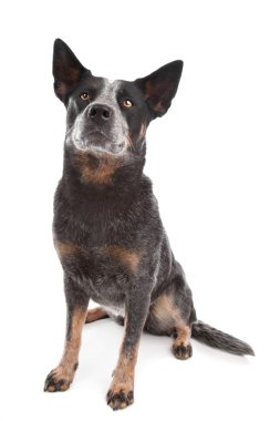 Australian Cattle Dog clipart