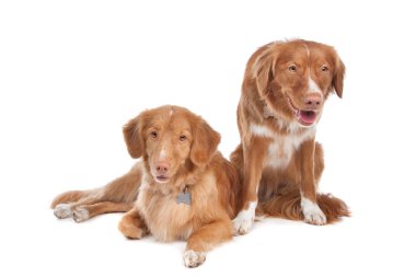 Two Nova Scotia Duck Tolling Retriever dogs clipart