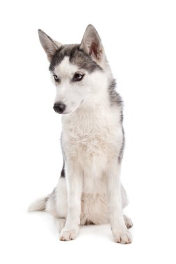 Sibirya husky yavrusu