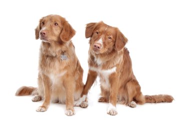 iki nova scotia duck tolling retriever köpek