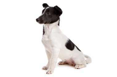 jack Russel terrier