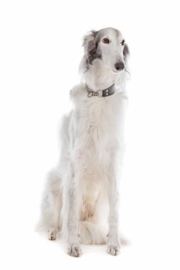 Silken windhound clipart