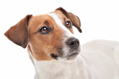 jack Russel terrier