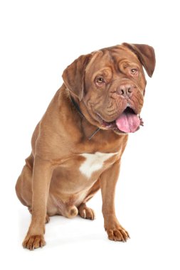 Dogue De Bordeaux