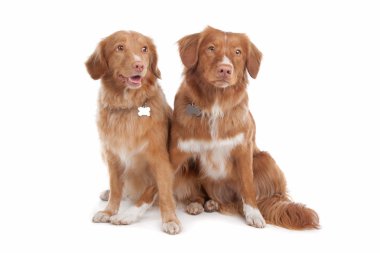 Two Nova Scotia Duck Tolling Retriever dogs clipart