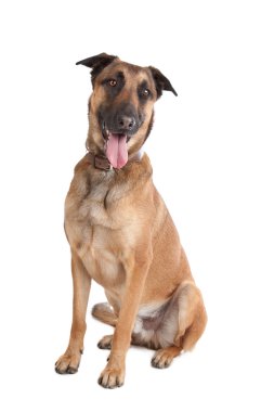 Belçika çoban köpeği malinois