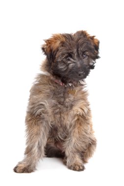 Pyrenean Shepherd puppy clipart