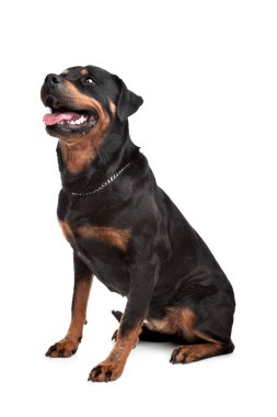 Rottweiler clipart