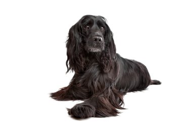 İngiliz cocker spaniel