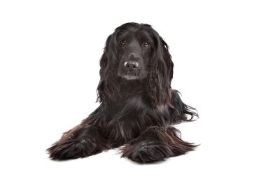 İngiliz cocker spaniel