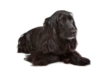 İngiliz cocker spaniel