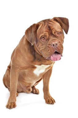 Dogue De Bordeaux