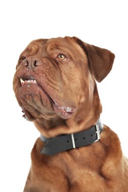 Dogue De Bordeaux