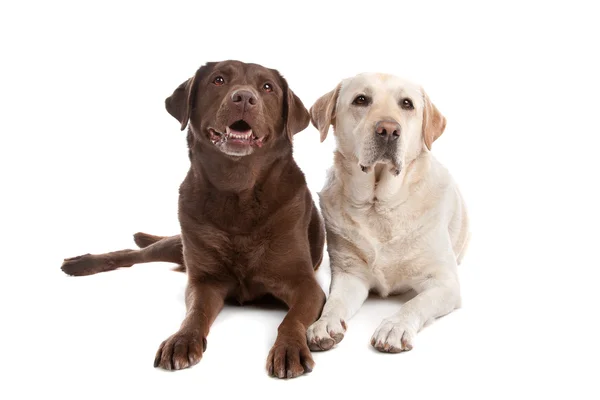 stock image Yellow and chocolate Labrador