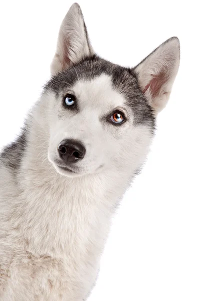 シベリアン ハスキーの子犬 — ストック写真