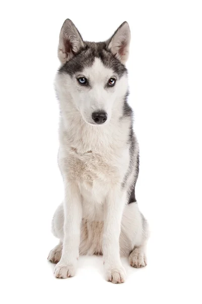 Siberische husky pup — Stockfoto