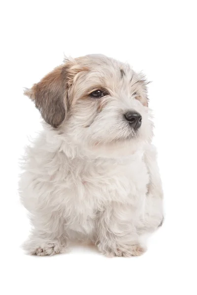 Ημίαιμο σκυλάκι μαλτέζικη κουτάβι — Φωτογραφία Αρχείου