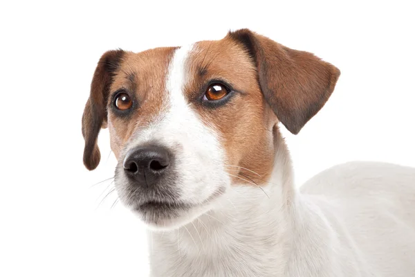 Jack Russel Terrier — Stock Photo, Image