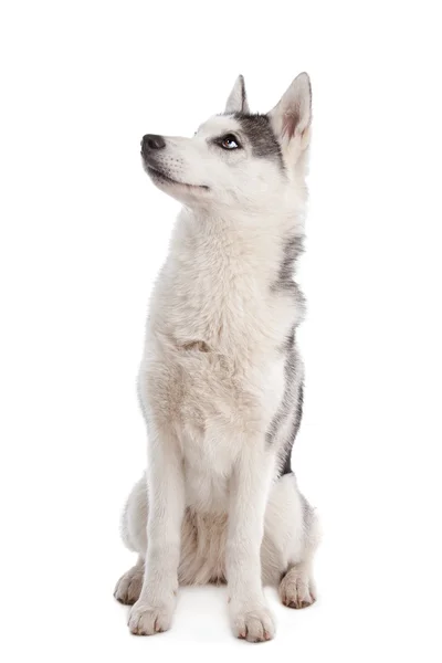 Sibirischer Husky-Welpe — Stockfoto