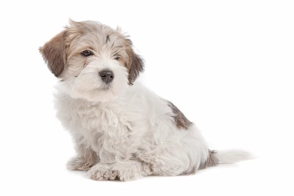 Mescolare cane cucciolo maltese — Foto Stock