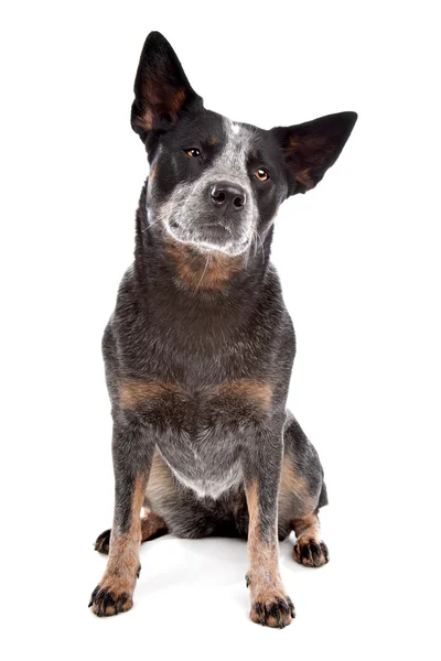 Australijski pies pasterski — Zdjęcie stockowe