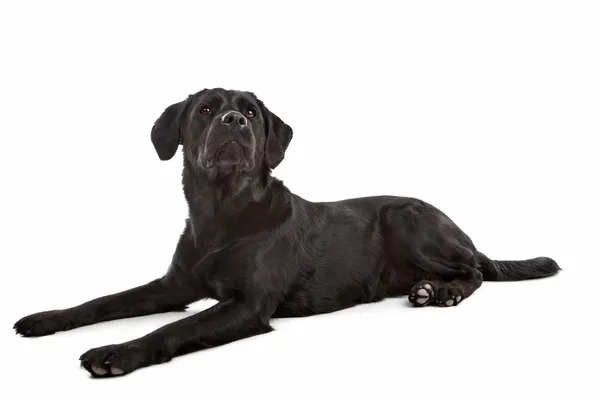 Σταυρός breed σκύλος, ένα Λαμπραντόρ και μια επίπεδη – με επικάλυψη retriever — Φωτογραφία Αρχείου