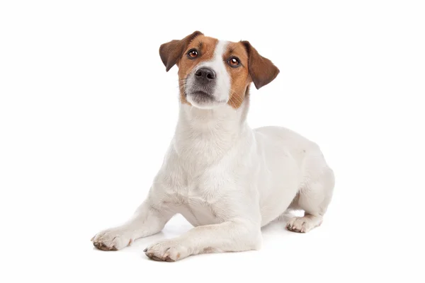 Jack Russel terrier —  Fotos de Stock