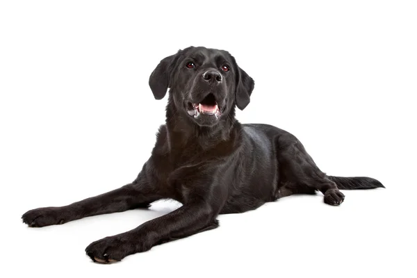Cane di razza trasversale di un Labrador e un Retriever Rivestito Piatto — Foto Stock