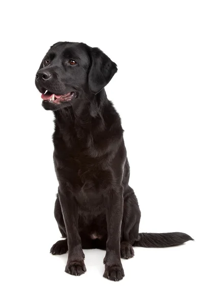 Породистая собака лабрадора и ретривера с плоским покрытием — стоковое фото