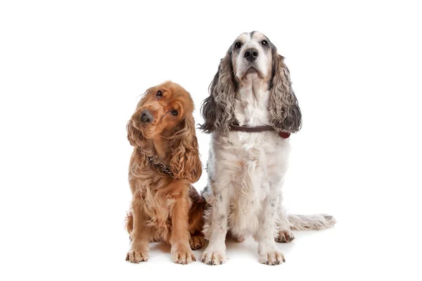 Δύο σκυλιά αγγλικό σπανιέλ κόκερ — Φωτογραφία Αρχείου