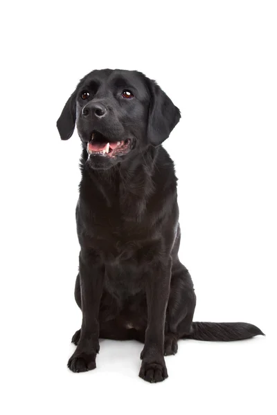 Породистая собака лабрадора и ретривера с плоским покрытием — стоковое фото