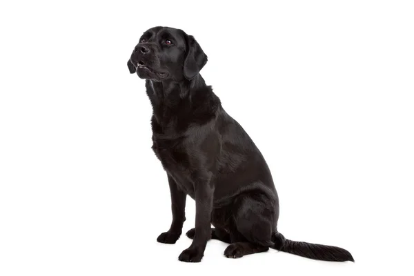 Kruising hond van een labrador en een Flatcoated retriever — Stockfoto