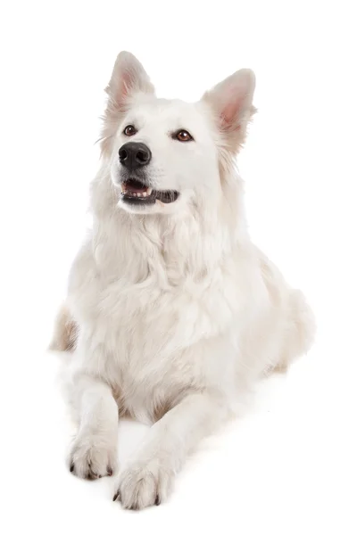 Bílé pastevecký pes — Stock fotografie
