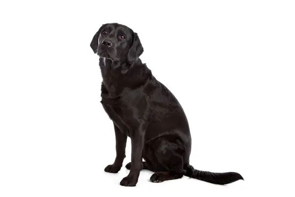 Przekreślać rasa psa labrador i płaskie - powlekany retriever — Zdjęcie stockowe