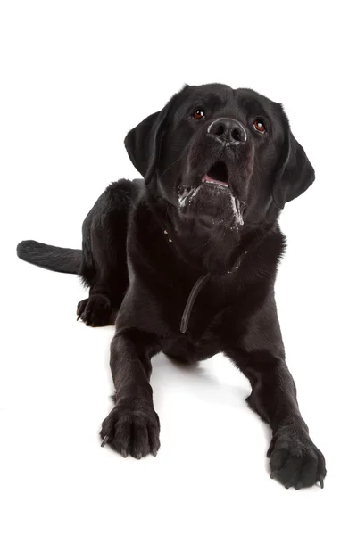 Czarny labrador — Zdjęcie stockowe