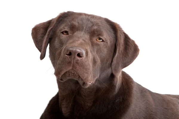 Labrador de ciocolată — Fotografie, imagine de stoc