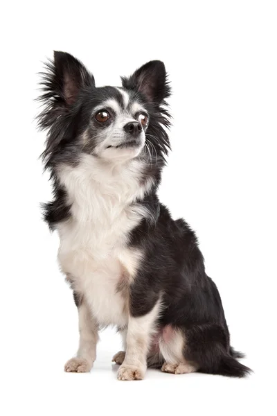 Chihuahua de pelo largo — Foto de Stock
