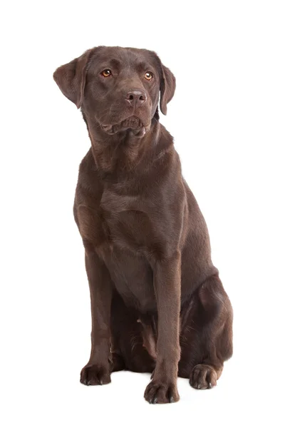Labrador al cioccolato — Foto Stock