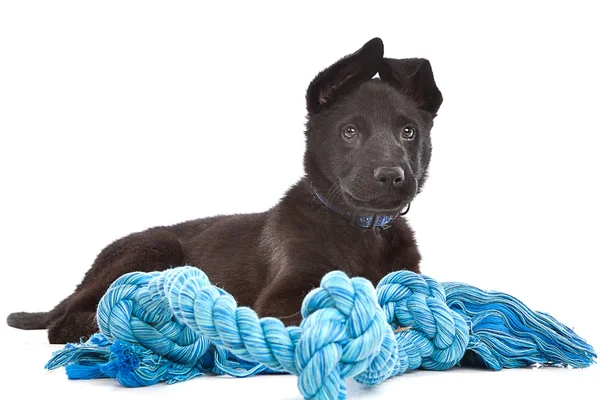 Negro Pastor cachorro perro con una cuerda de juguete azul — Foto de Stock