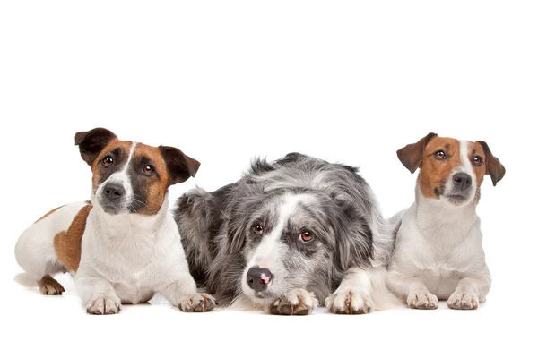 Dva jack russel terrier psů a border kolie — Stock fotografie