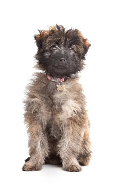 Cachorro pastor pireneu — Fotografia de Stock
