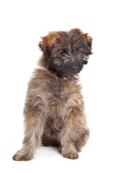 Pyrenean Shepherd puppy — Stock Photo, Image
