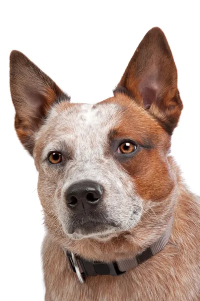 Australijski pies pasterski — Zdjęcie stockowe